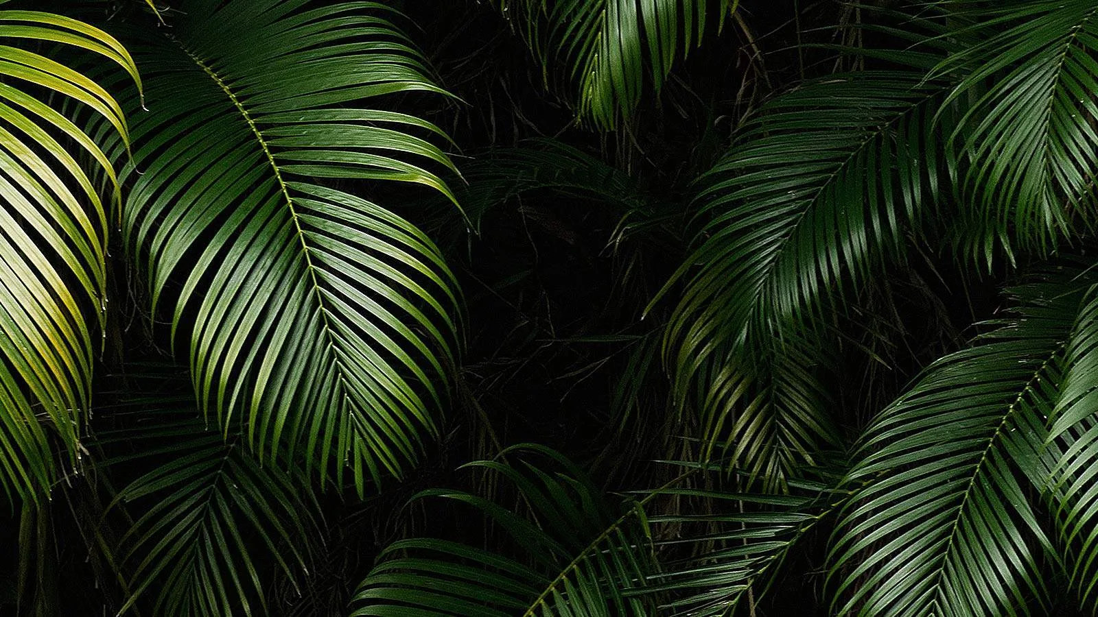 Lush green jungle palm leaves — the natural backdrop of Frugi's PG-free e-liquid range
